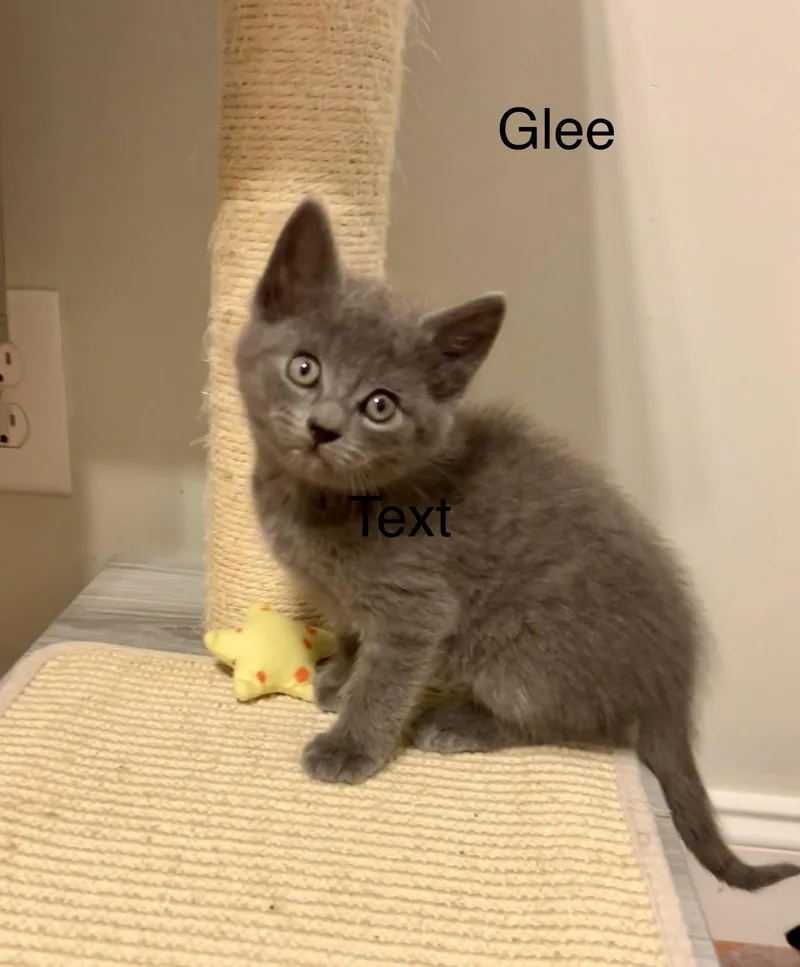 Glee thumbnail 3