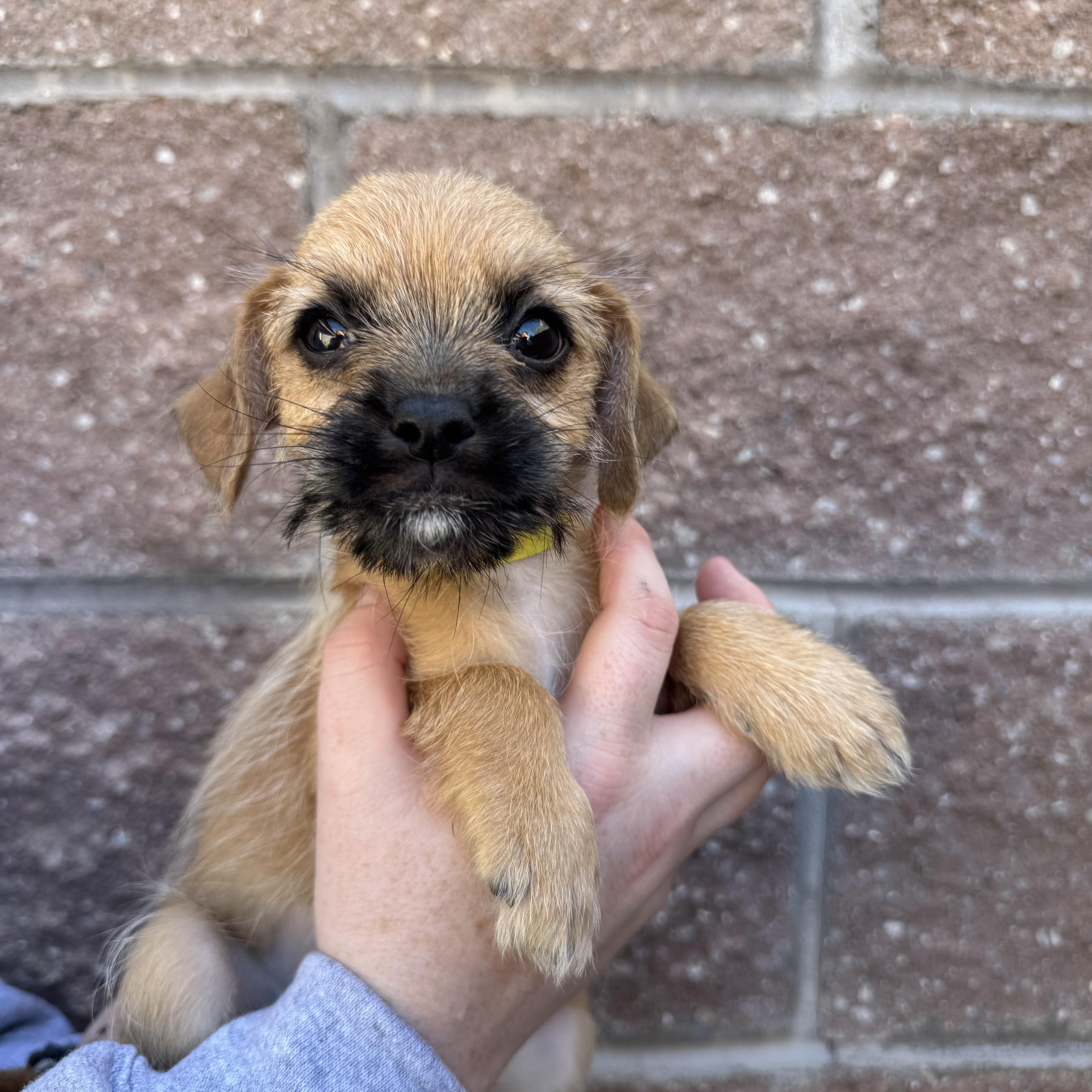 A baby small-sized female Terrier dog named Pineapple for adoption in Henderson, NV