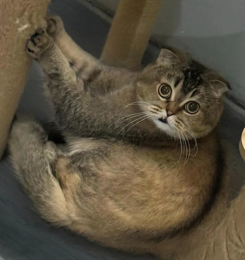 A young medium-sized male Scottish Fold cat named Tommy Lee for adoption in Snow Hill, MD