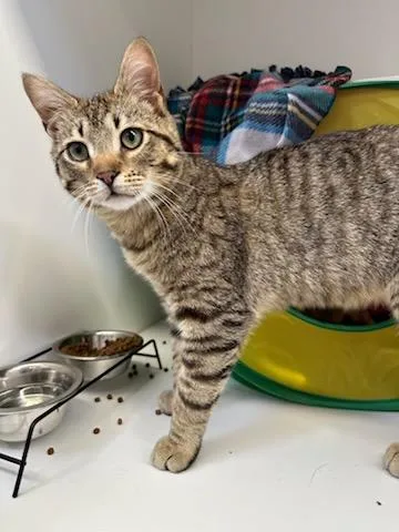 A young medium-sized male Tabby (Brown / Chocolate) Domestic Short Hair cat named Sonic for adoption in Manassas, VA