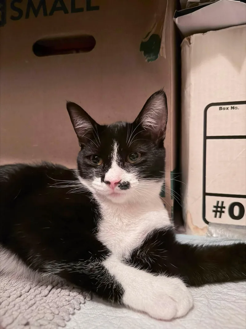 A baby small-sized female Black & White / Tuxedo Domestic Short Hair cat named Mj for adoption in Mission Viejo, CA