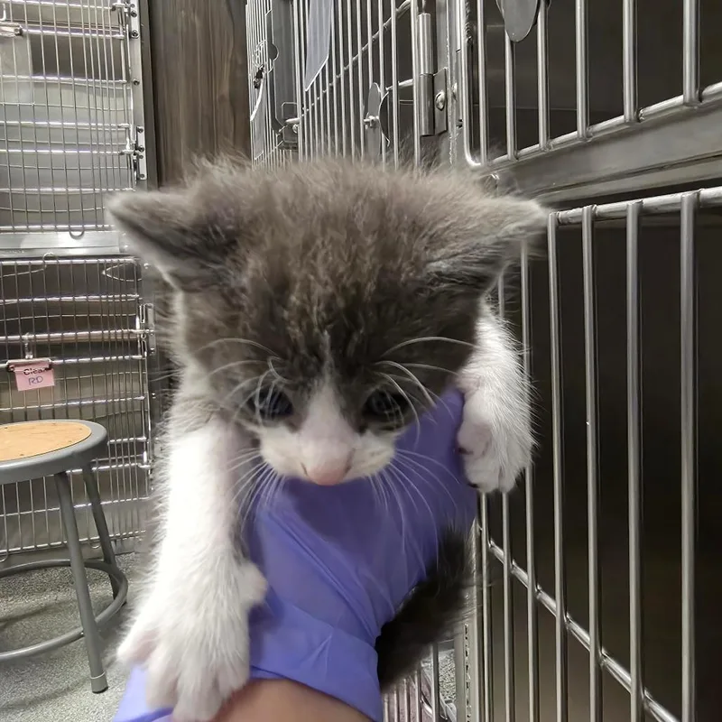 A baby small-sized male Gray / Blue / Silver Domestic Short Hair cat named Blueberry for adoption in Hinsdale, IL
