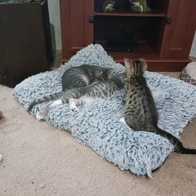 A baby small-sized male Gray / Blue / Silver Domestic Short Hair cat named Han for adoption in Inver Grove Heights, MN