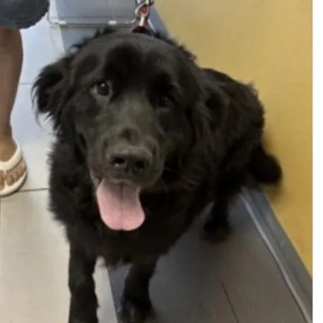 An adult small-sized male Black Golden Retriever dog named Cody for adoption in Springboro, OH