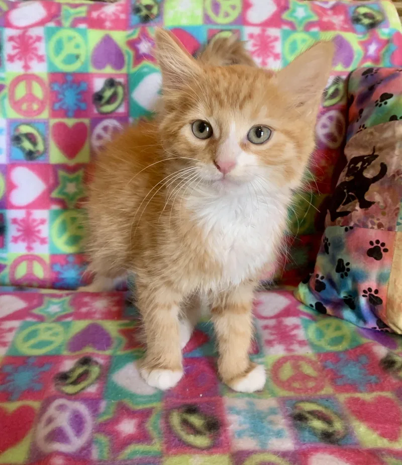 A young medium-sized male Domestic Medium Hair cat named Zeke for adoption in San Jose, CA