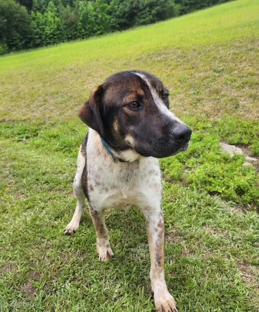A young large-sized male Brown / Chocolate Labrador Retriever dog named Freddie for adoption in Manhasset, NY