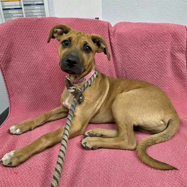 A baby medium-sized female German Shepherd Dog dog named Caramel Apple Pop for adoption in Long Beach, CA