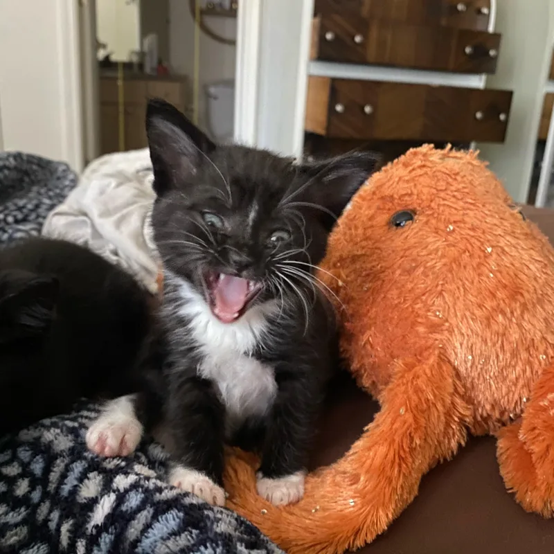 A baby medium-sized male Domestic Short Hair cat named Calamari for adoption in Penryn, CA