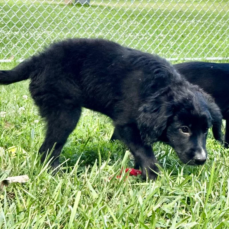 Zora