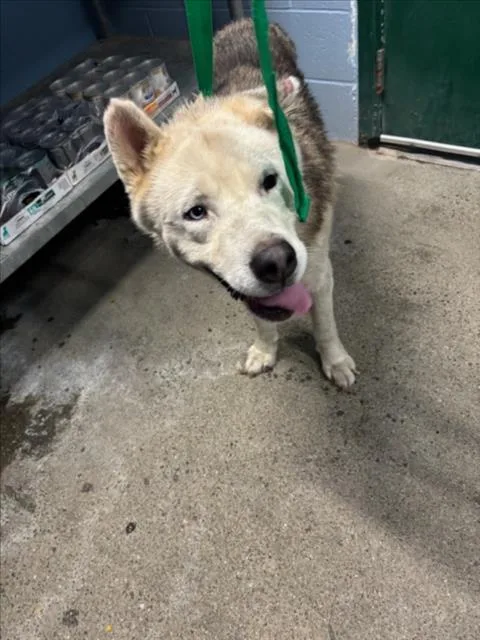 A senior large-sized male Husky dog named Motley Crue for adoption in Woodland, CA