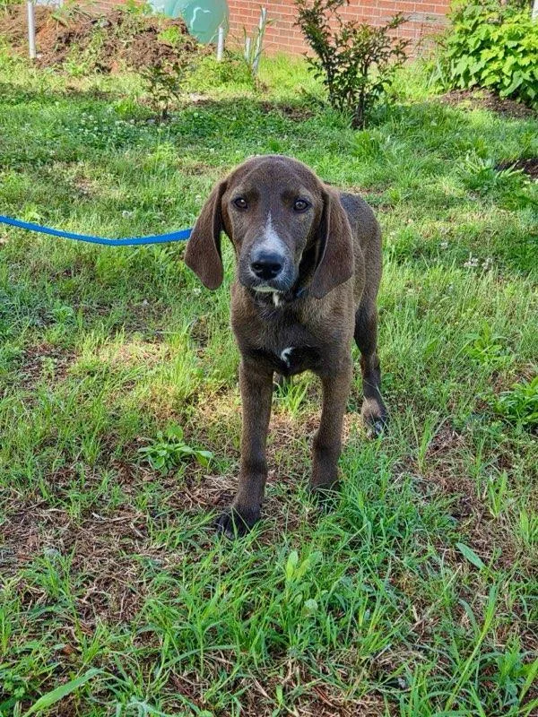 A baby medium-sized male Labrador Retriever dog named Lilz Alyssa for adoption in Wakefield, RI