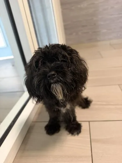An adult small-sized male Shih Tzu dog named Bob for adoption in Daytona Beach, FL