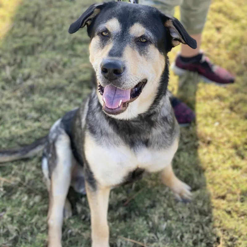 A senior medium-sized male Brown / Chocolate German Shepherd Dog dog named Na for adoption in Conroe, TX