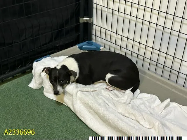An adult medium-sized female Mixed Breed dog named Nala for adoption in West Palm Beach, FL