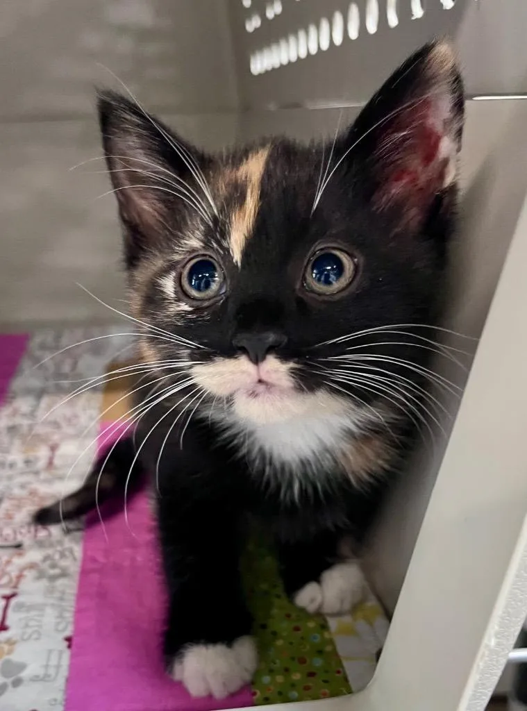 A baby medium-sized female Domestic Short Hair cat named Lemongrass for adoption in Cincinnati, OH