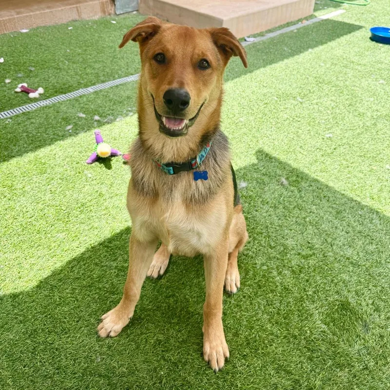 A young large-sized male Brown / Chocolate Shepherd dog named Scooby for adoption in Agoura Hills, CA