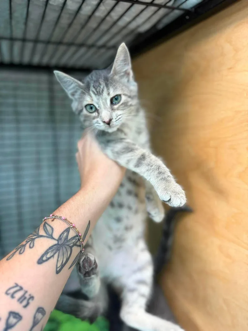A young medium-sized female Tabby (Gray / Blue / Silver) Domestic Short Hair cat named Lemonade for adoption in Leitchfield, KY
