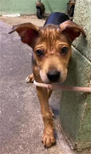 A baby small-sized male Pit Bull Terrier dog named Plinko for adoption in Sacramento, CA