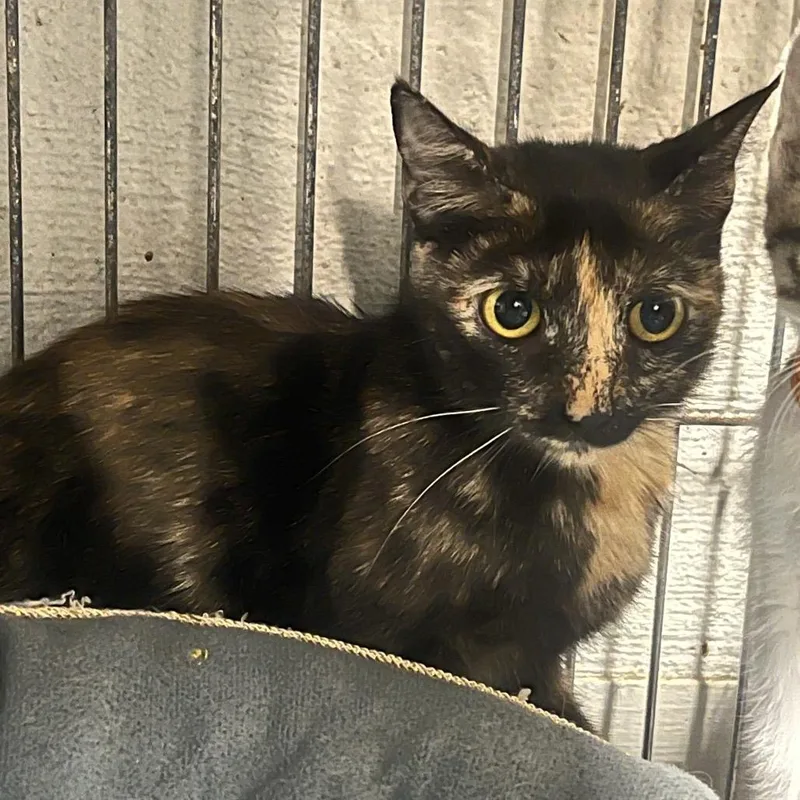 A baby medium-sized female Black Domestic Short Hair cat named Maple Shade for adoption in Clanton, AL