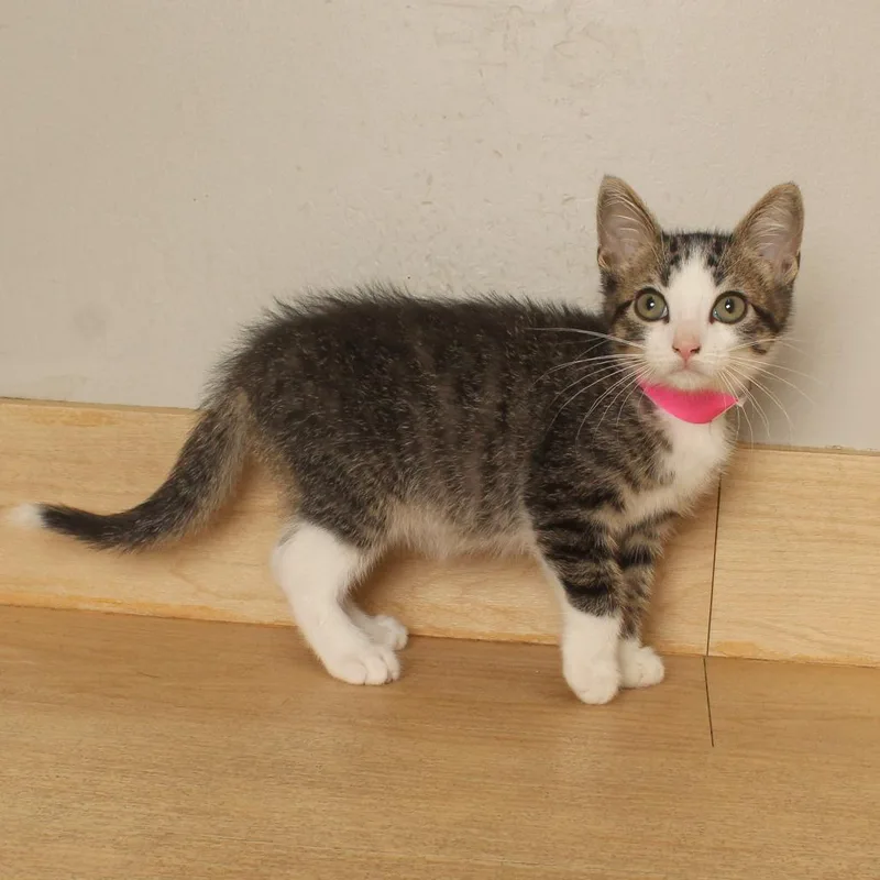 A baby small-sized male Brown / Chocolate Domestic Short Hair cat named Judy C for adoption in Minnetonka, MN