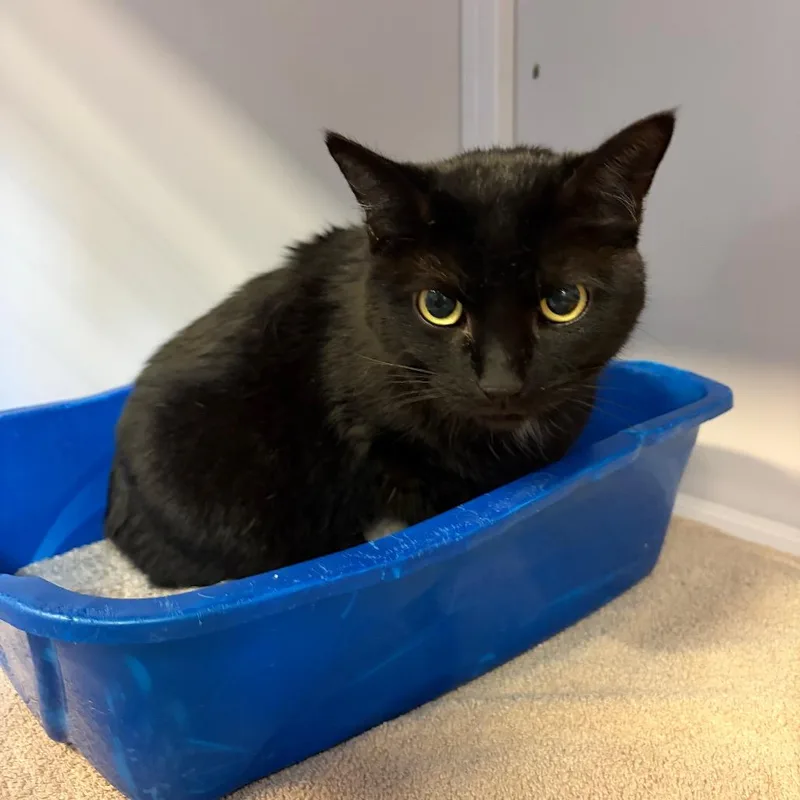 A senior large-sized male Black Domestic Short Hair cat named Vader for adoption in Sarasota, FL