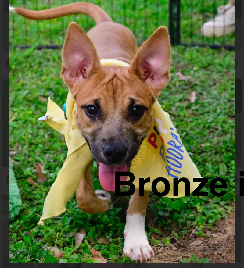 A baby medium-sized female Golden Black Mouth Cur dog named Bronze for adoption in Liverpool, TX