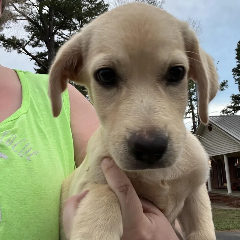 A baby medium-sized male Labrador Retriever dog named Jack for adoption in Zimmerman, MN
