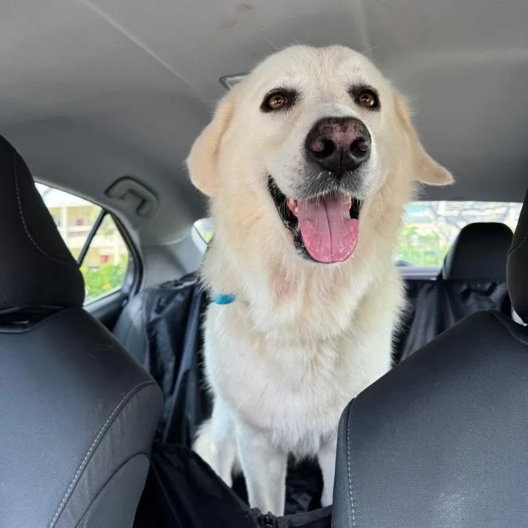 An adult large-sized female White / Cream Great Pyrenees dog named Bailey for adoption in Keaau, HI