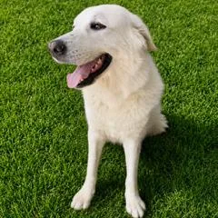 Bailey thumbnail 2