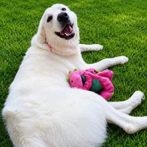 Bailey thumbnail 3