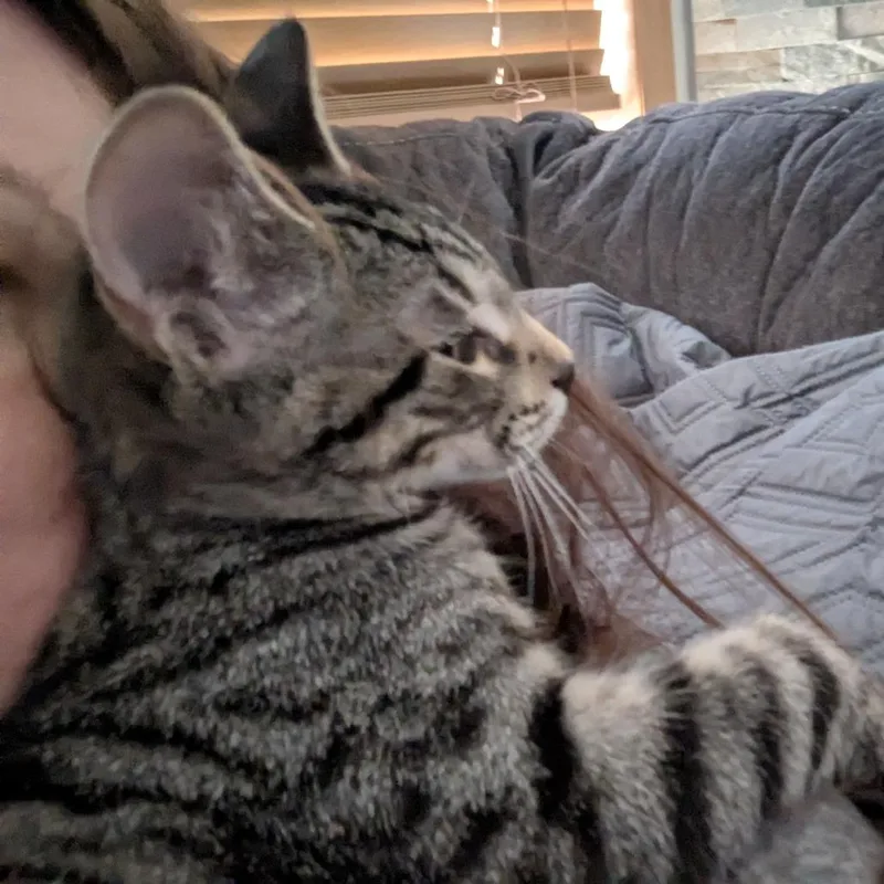 A baby small-sized male Brown / Chocolate Domestic Short Hair cat named Freddy for adoption in Traverse City, MI