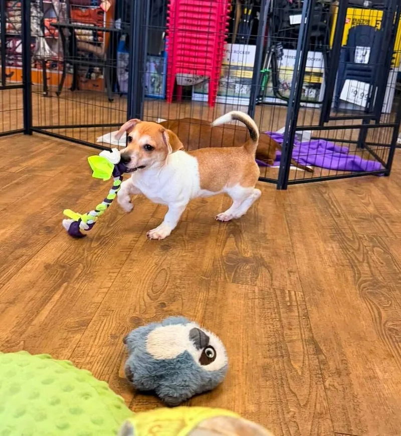 A baby small-sized male Jack Russell Terrier dog named Beans for adoption in Troy, AL