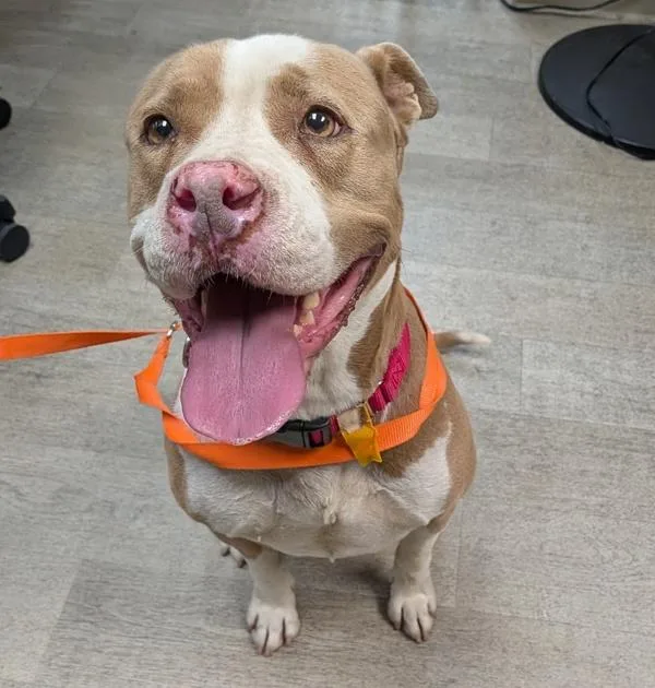 An adult large-sized female Pit Bull Terrier dog named Tommi Calliope for adoption in San Diego, CA