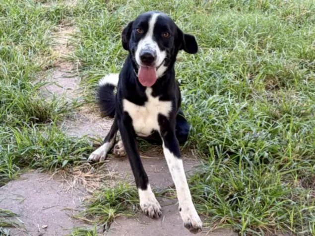 A young large-sized male Labrador Retriever dog named Rocky for adoption in Houston, TX