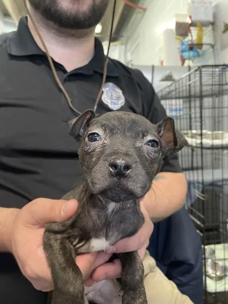A young small-sized female Pit Bull Terrier dog named Tokyo for adoption in Mobile, AL