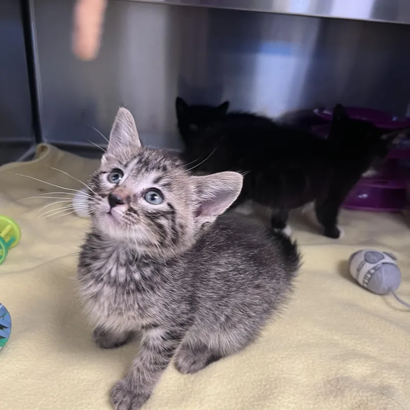 A baby medium-sized male Tabby (Brown / Chocolate) Domestic Short Hair cat named Goldfish for adoption in Liberty, MO