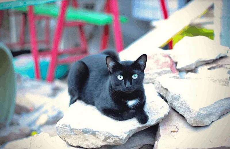 A young small-sized female Black Domestic Short Hair cat named Cupcake for adoption in Williamsburg, NM