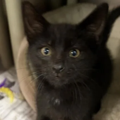 Sebastian