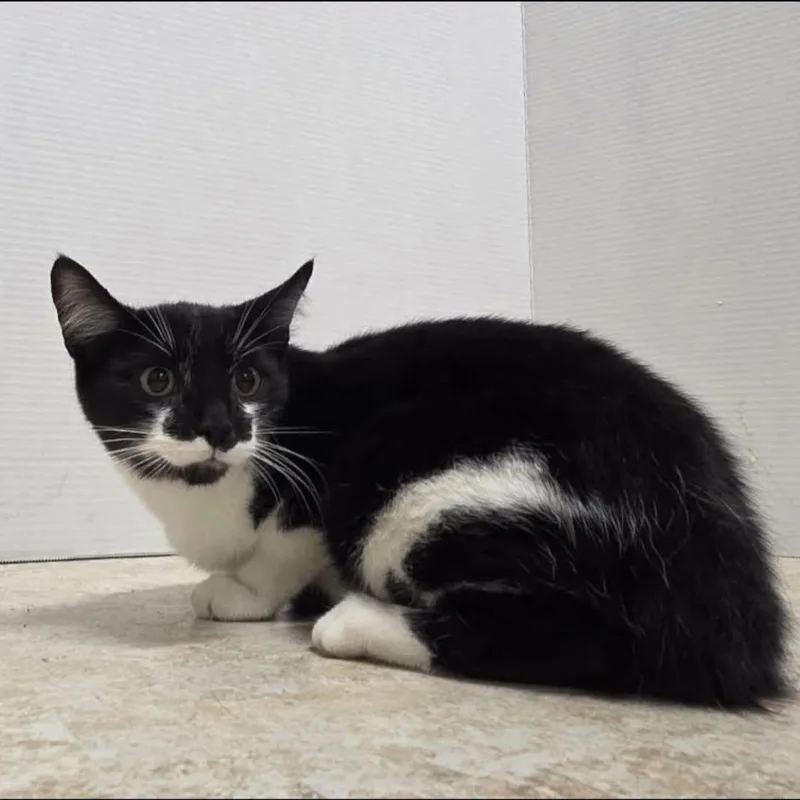 A young small-sized male Domestic Short Hair cat named Jethro for adoption in Clairton, PA