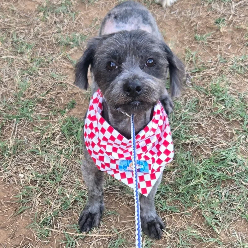 An adult small-sized male Brown / Chocolate Schnauzer dog named Sir for adoption in Floresville, TX