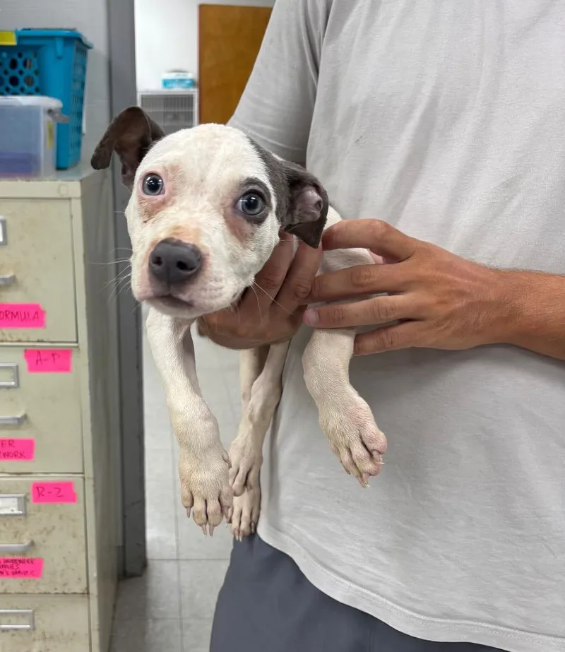 A baby medium-sized male Pit Bull Terrier dog named Palmer for adoption in Sorrento, LA