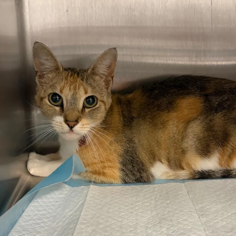 A young medium-sized female Calico Domestic Short Hair cat named Claire for adoption in Milton, FL