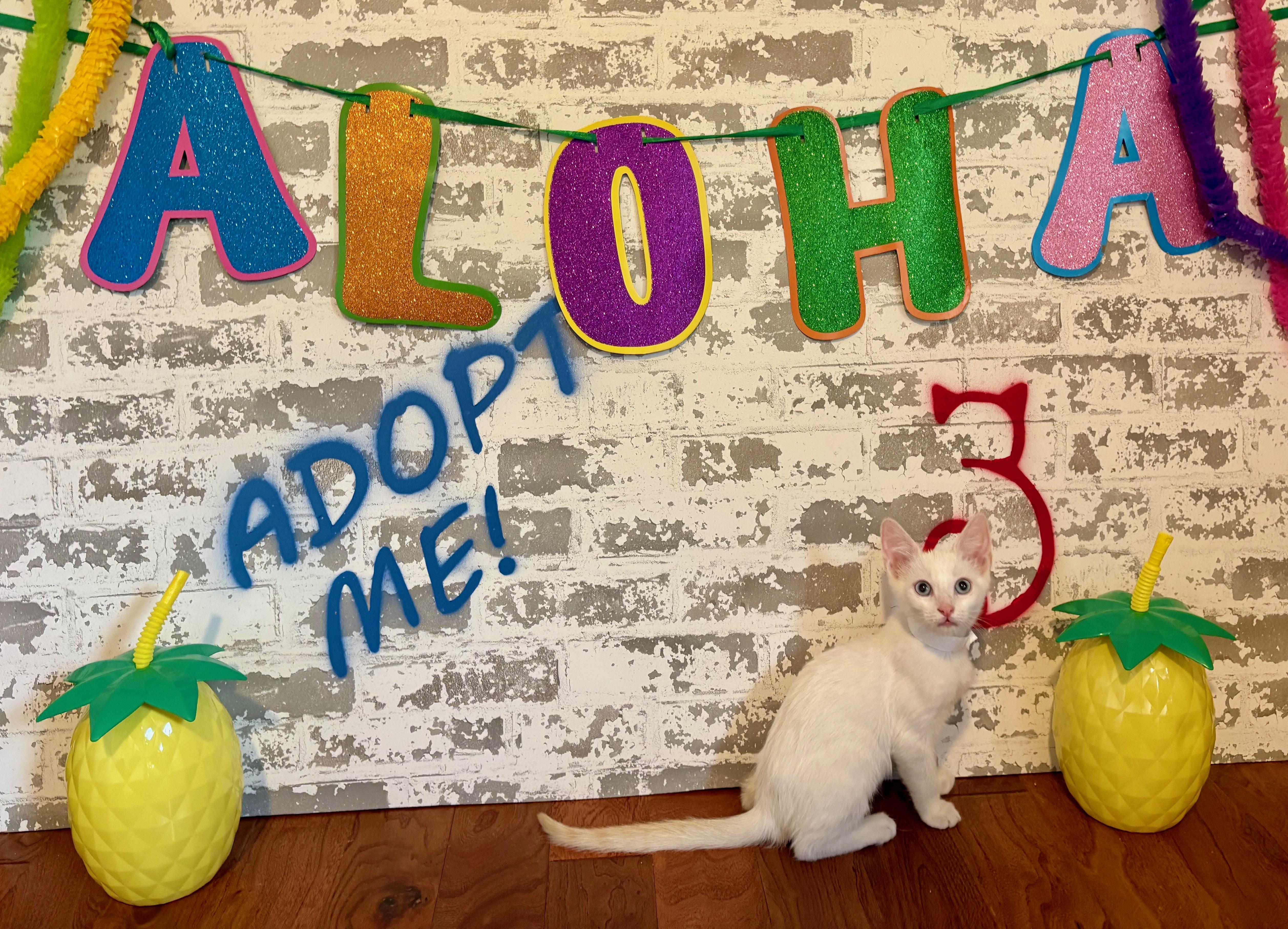 A baby medium-sized male Siamese cat named Mallow for adoption in queen creek, AZ