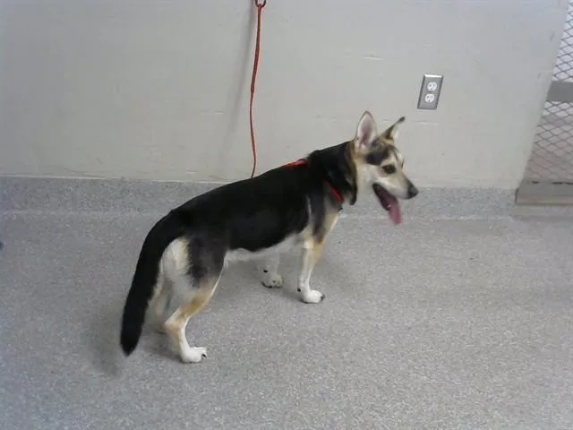 An adult medium-sized male Cardigan Welsh Corgi dog named Buddy Bubba for adoption in Pasadena, TX