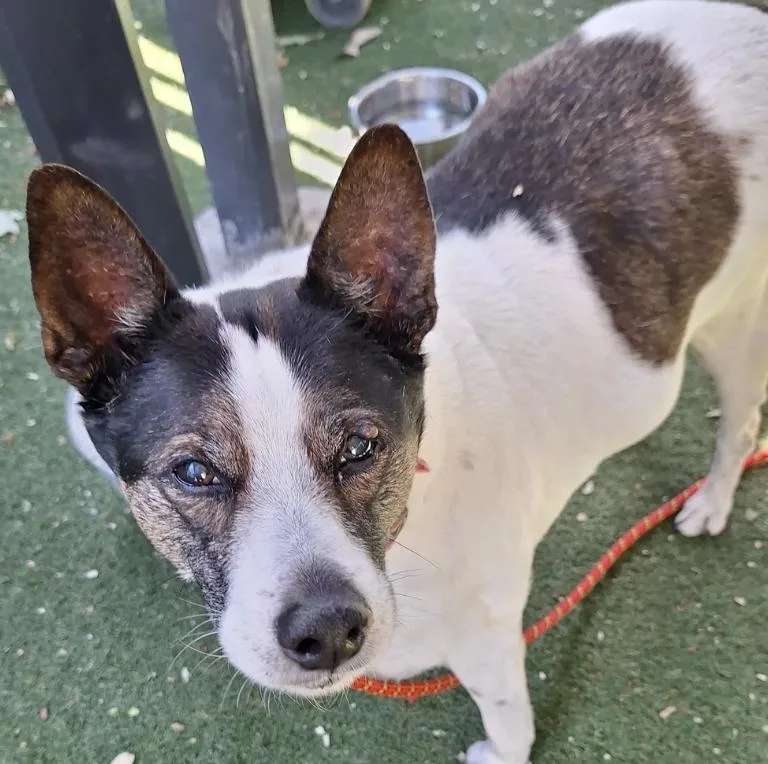 A senior medium-sized male Tricolor (Brown, Black, & White) Mixed Breed dog named Spot for adoption in Davis, CA