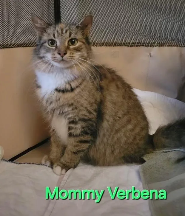 Verbena thumbnail 3