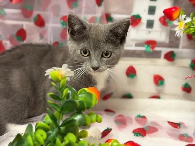A baby small-sized male Domestic Short Hair cat named Sammy for adoption in Fairfield, CA