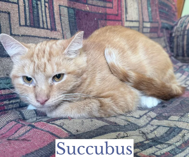 A young medium-sized female Orange & White Domestic Short Hair cat named Succubus for adoption in Berkeley Springs, WV