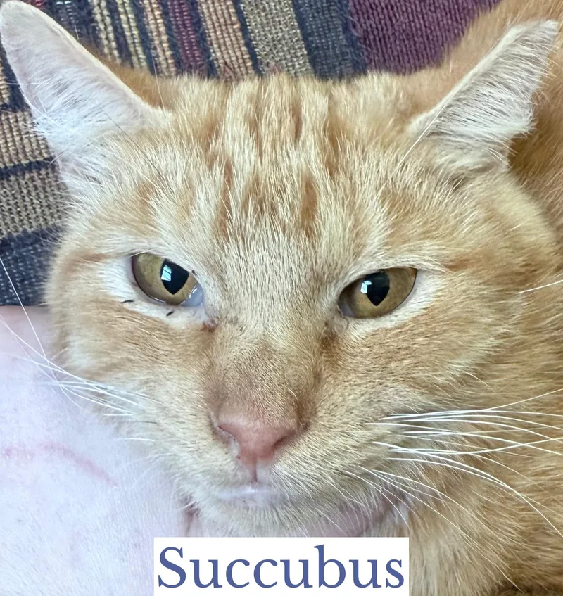 Succubus thumbnail 2