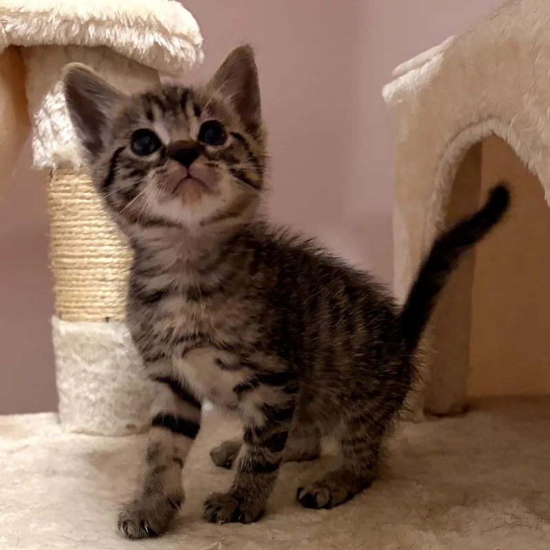 A baby small-sized male Brown / Chocolate Domestic Short Hair cat named Ez for adoption in Long Beach, CA